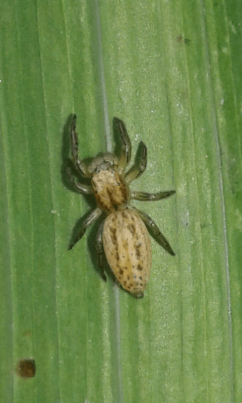 Salticidae:  Marpissa cfr. radiata